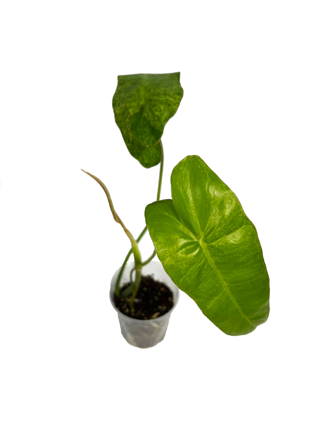 Philodendron Paraiso Verde