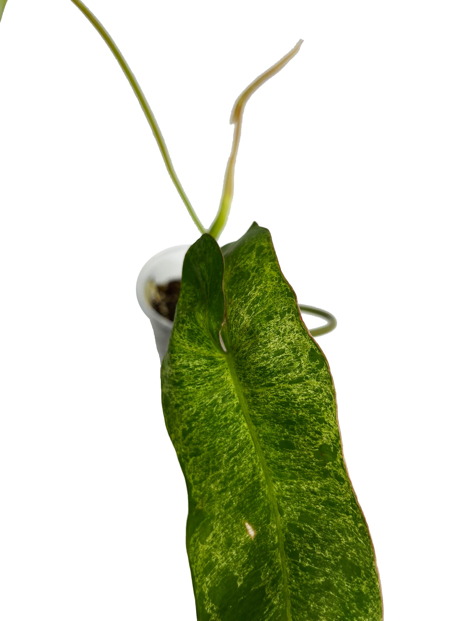 Philodendron Paraiso Verde