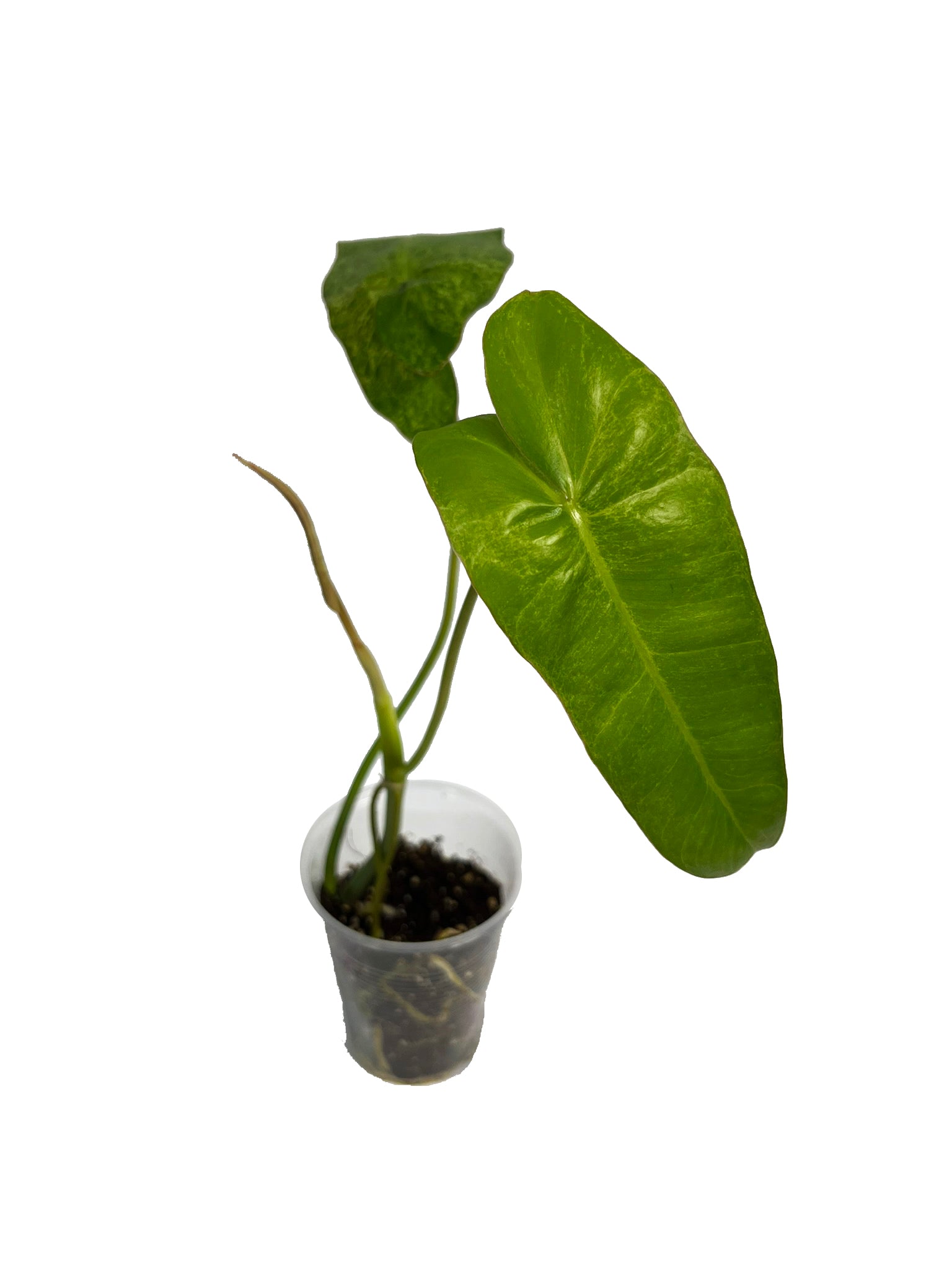 Philodendron Paraiso Verde