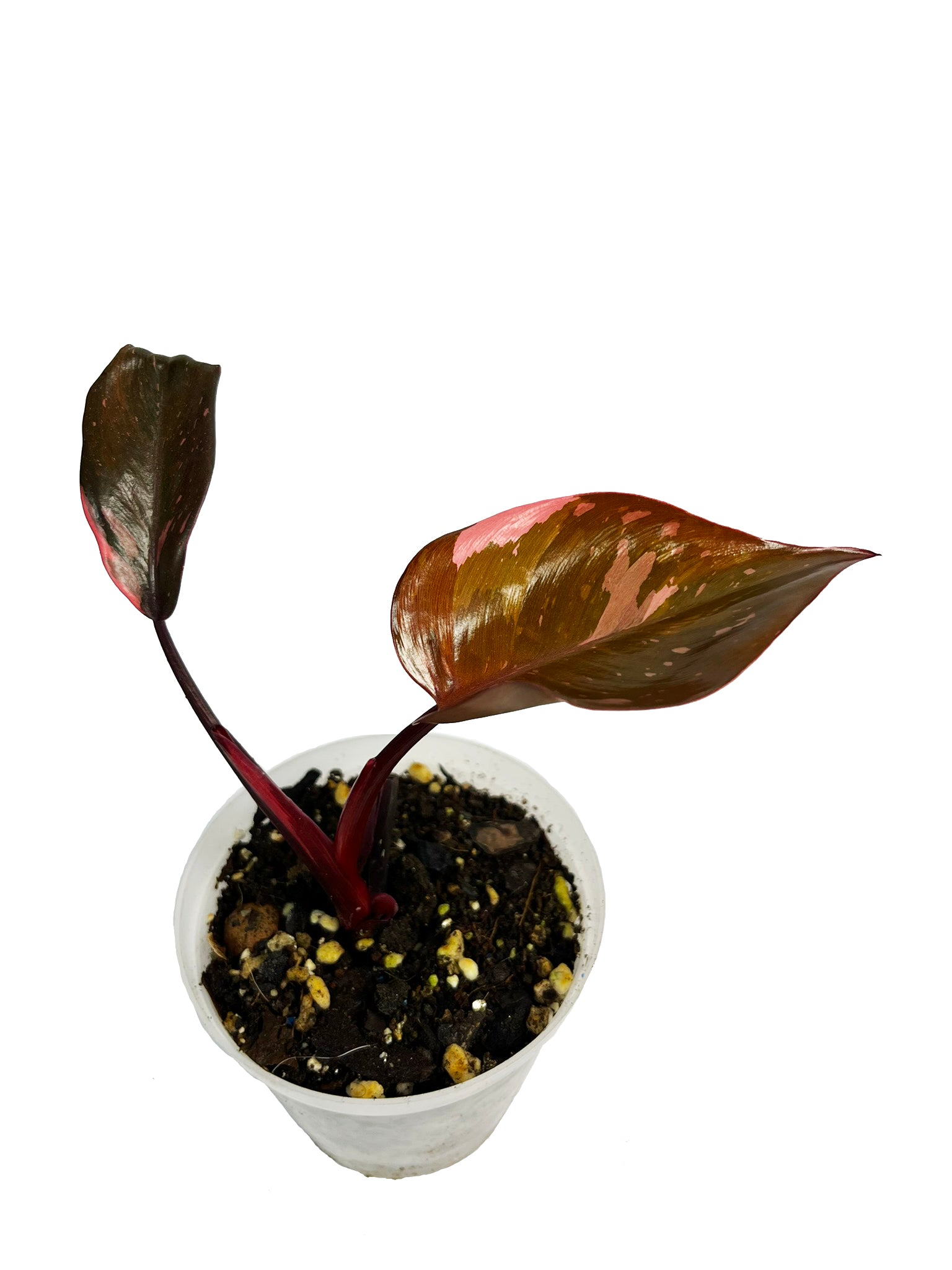 Philodendron Pink Princess Marble