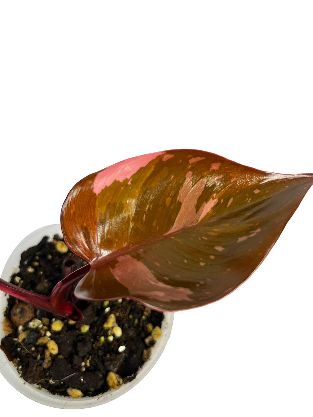 Philodendron Pink Princess Marble