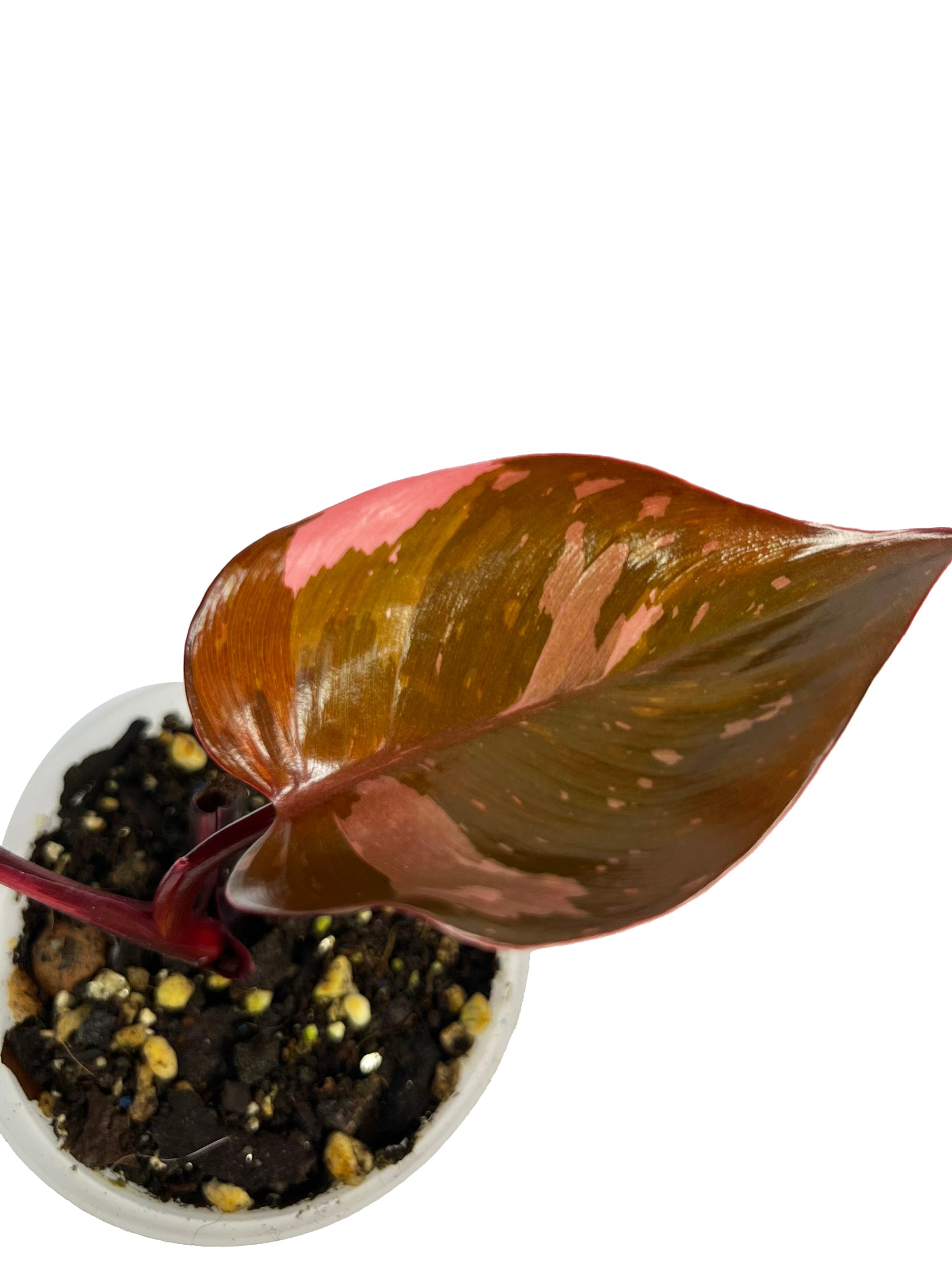 Philodendron Pink Princess Marble