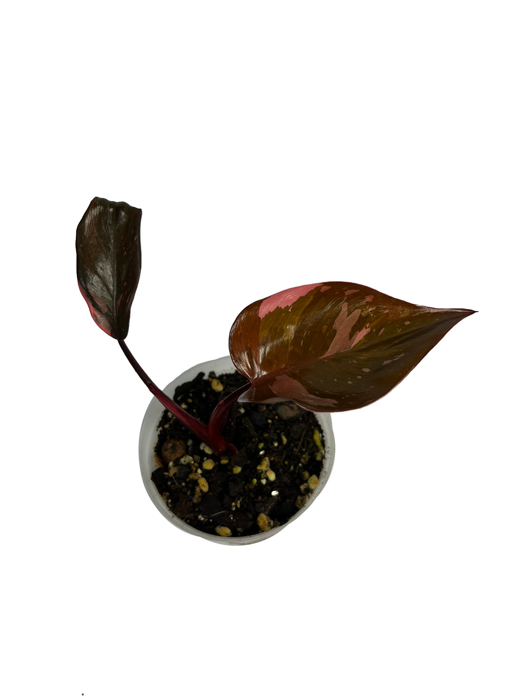 Philodendron Pink Princess Marble