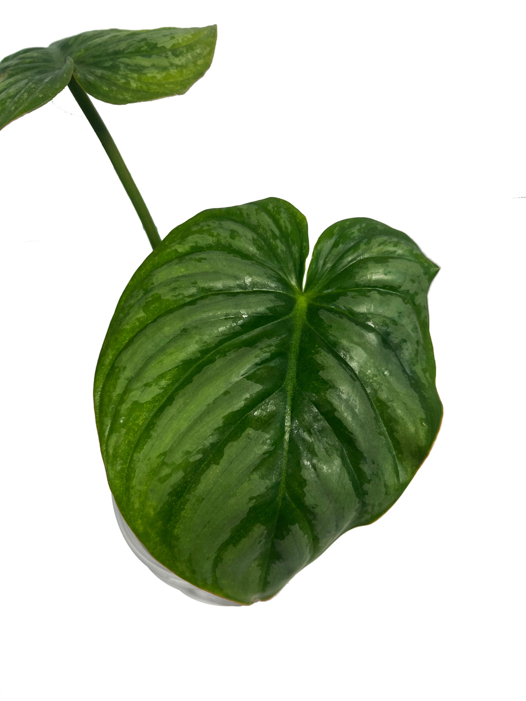 Philodendron Pastazanum Silver 2