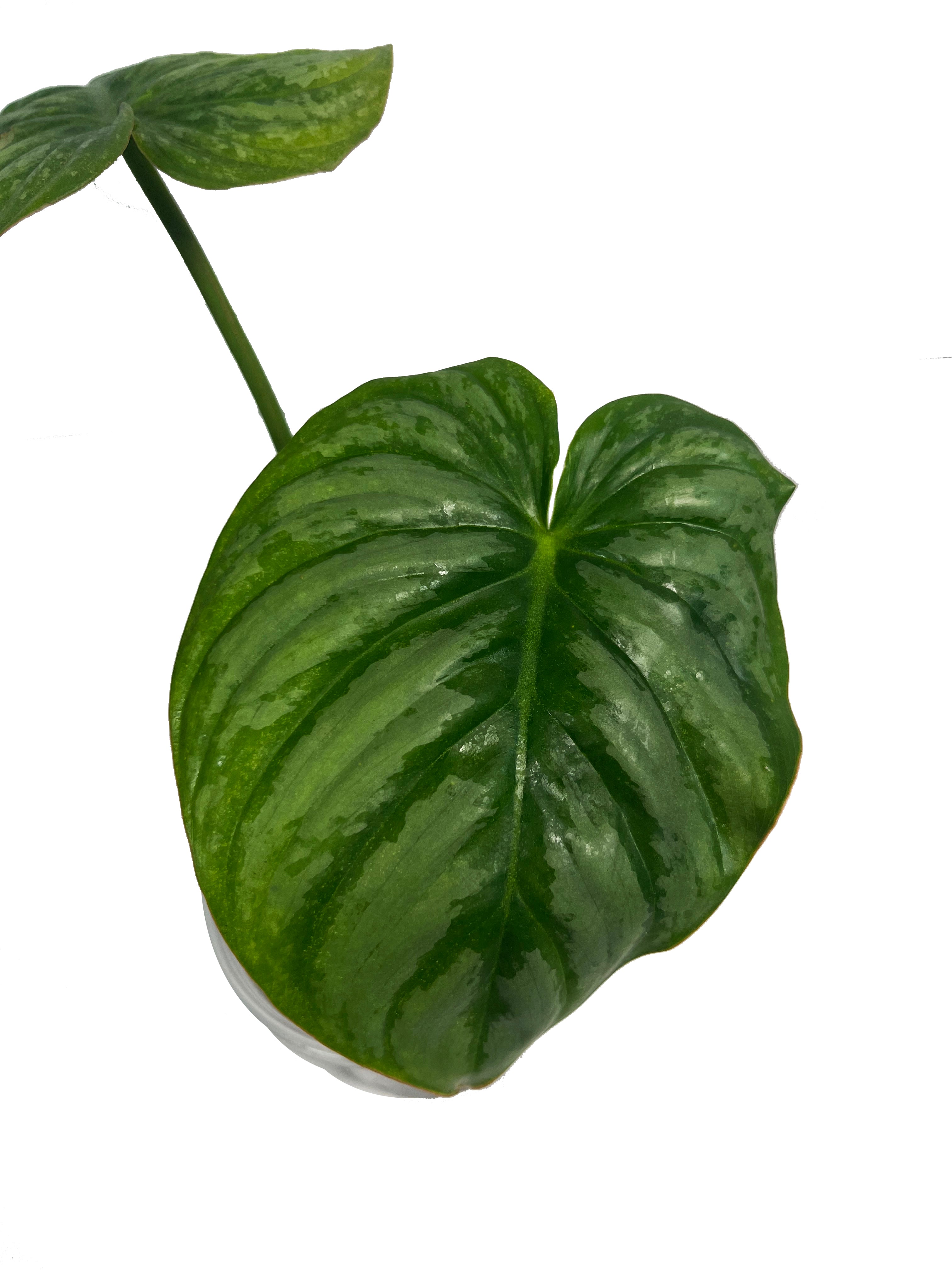 Philodendron Pastazanum Silver 2