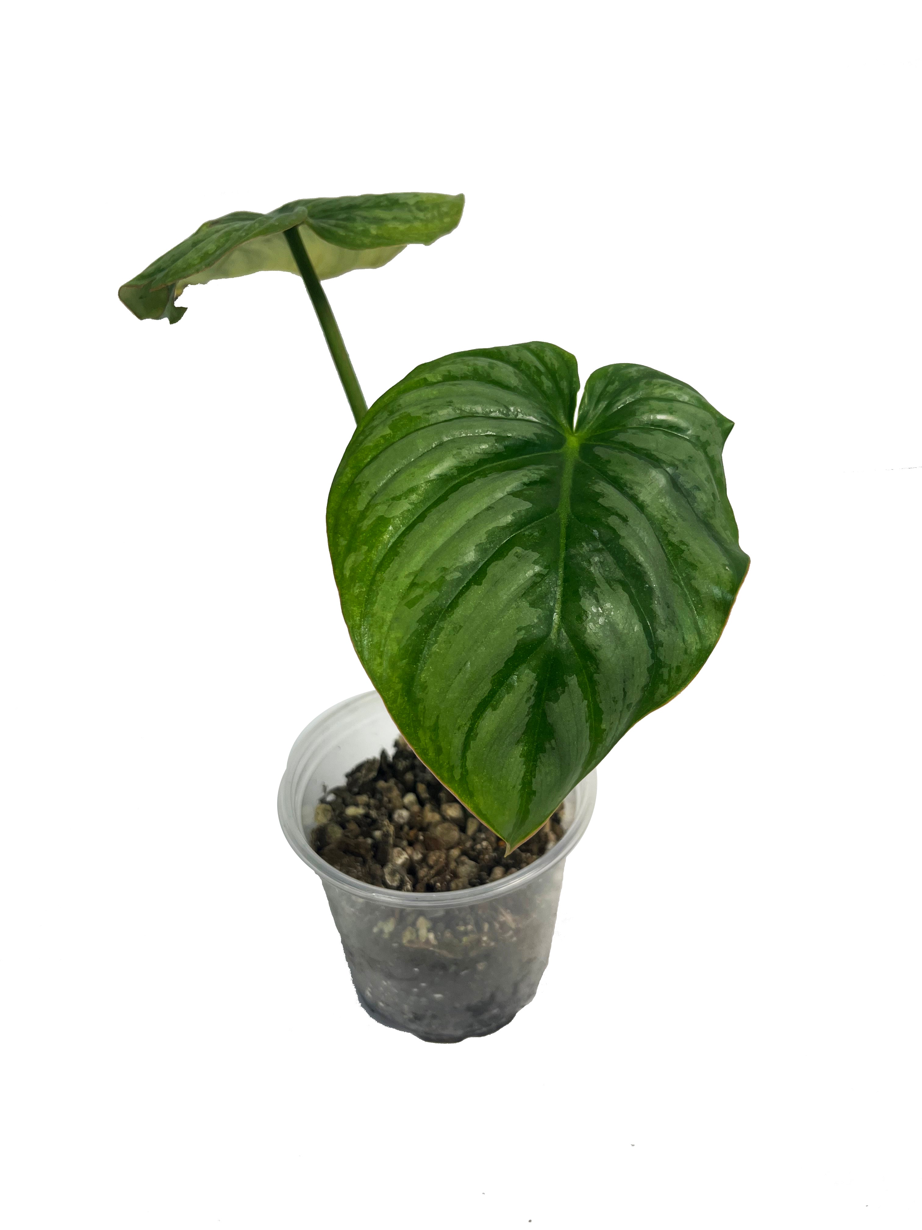 Philodendron Pastazanum Silver 2