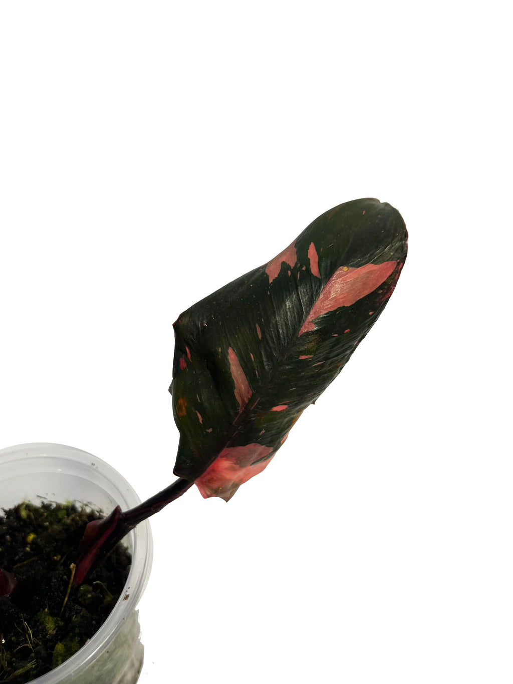 Philodendron Pink Princess Marble