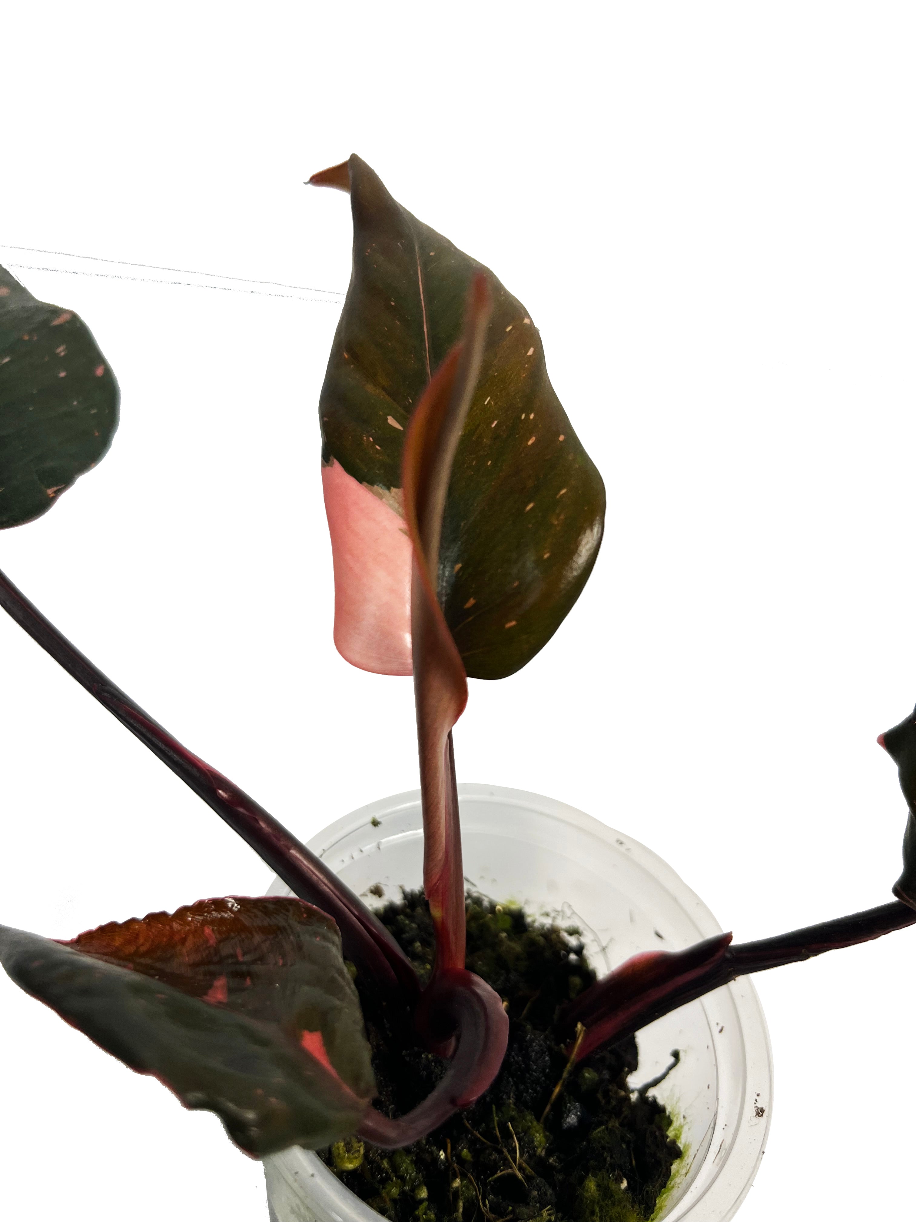 Philodendron Pink Princess Marble