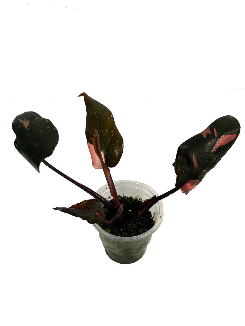 Philodendron Pink Princess Marble