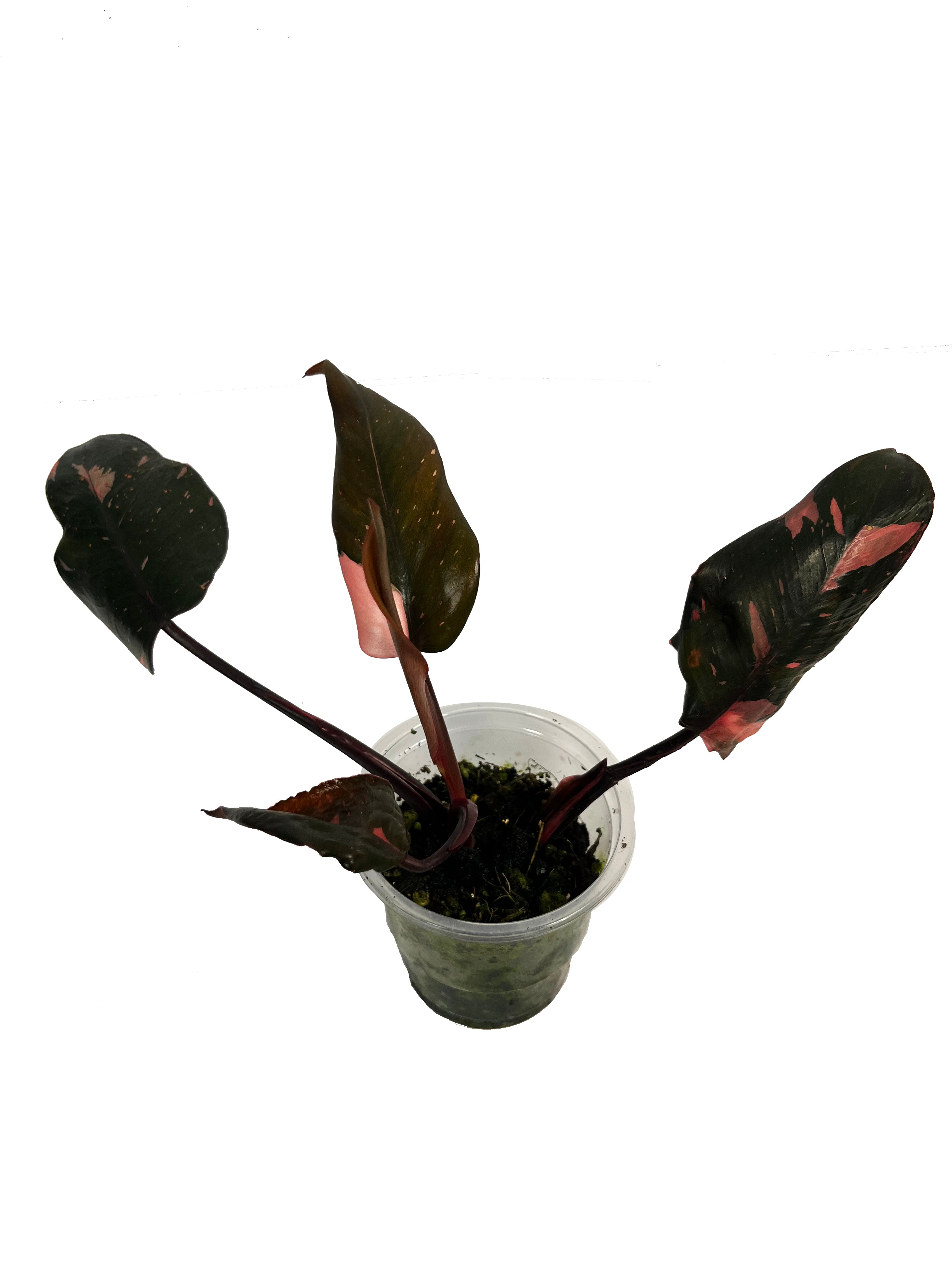 Philodendron Pink Princess Marble