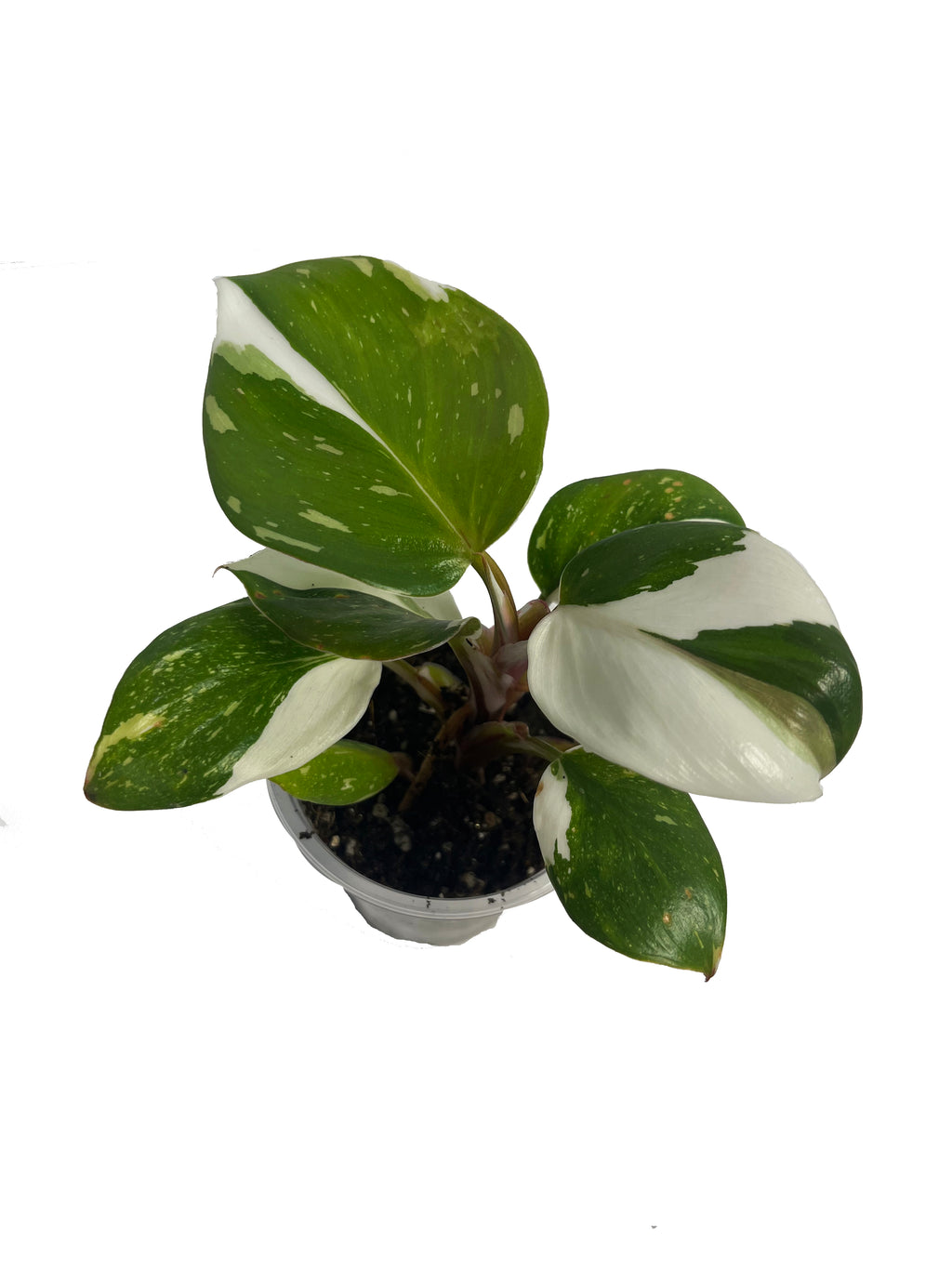 Philodendron White Princess 2