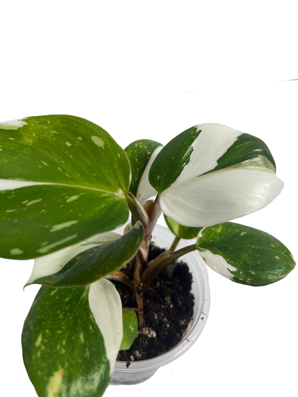 Philodendron White Princess 2