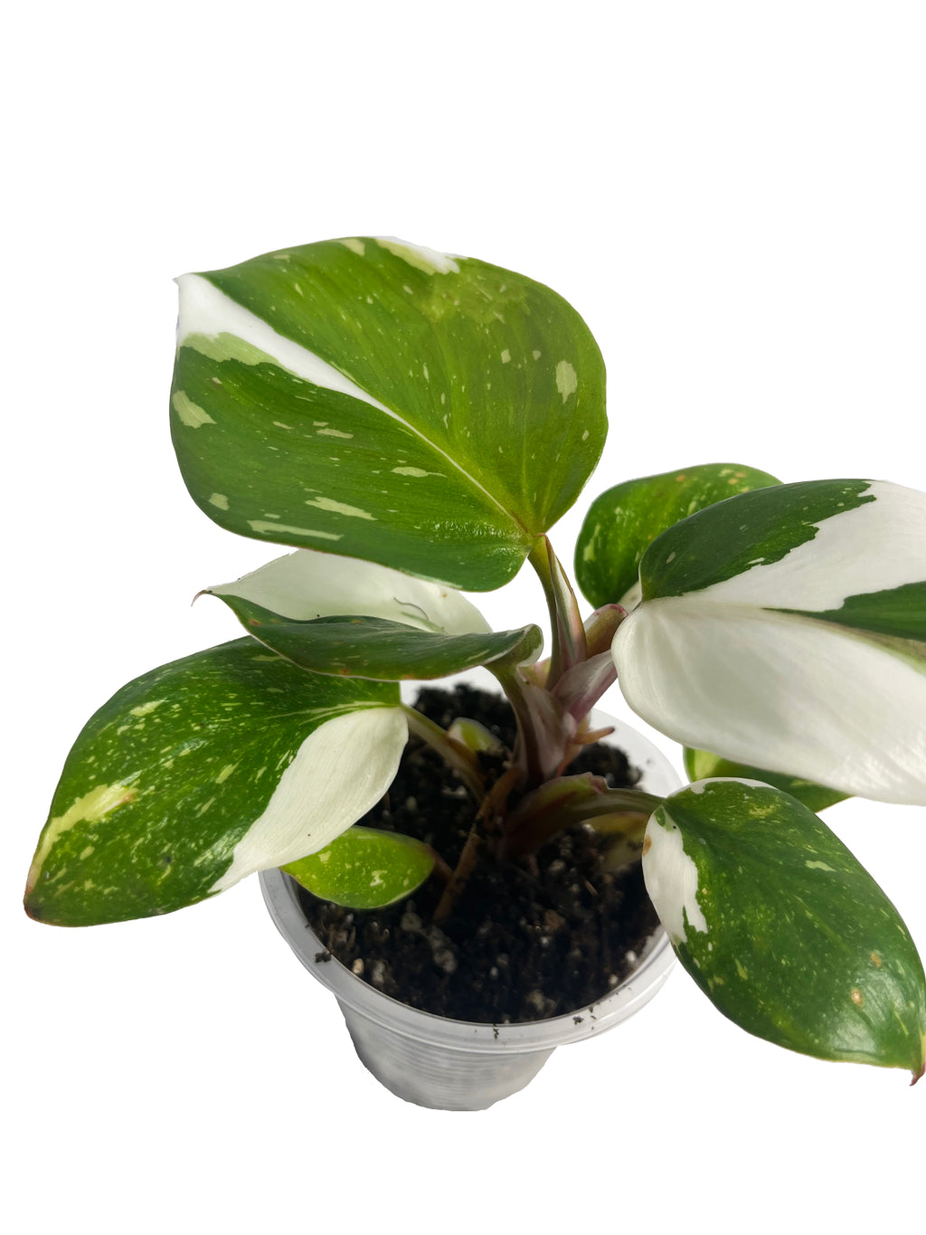 Philodendron White Princess 2