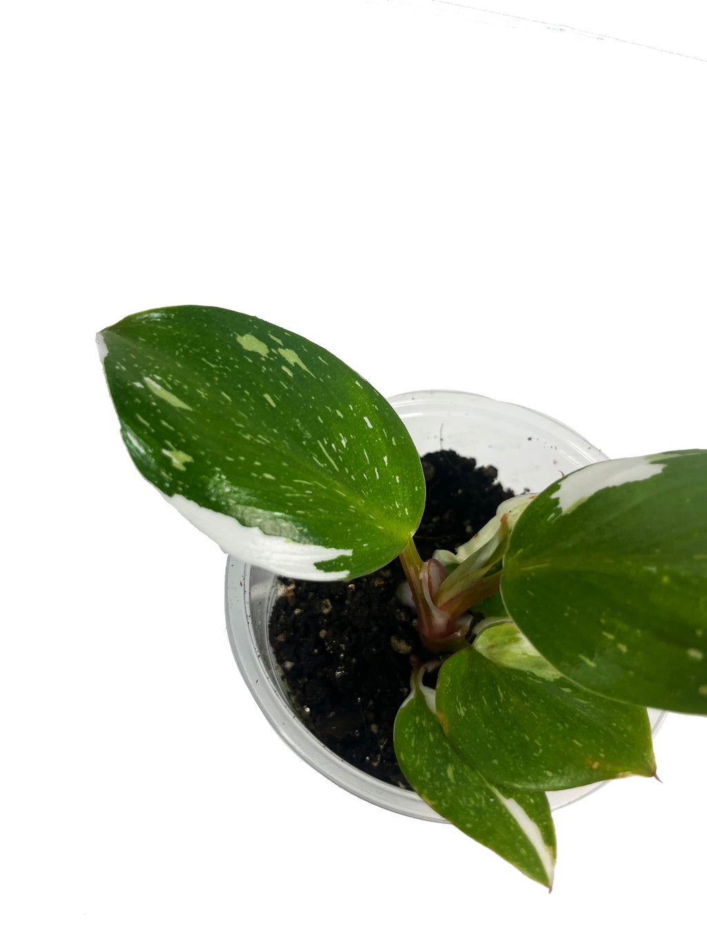 Philodendron White Princess