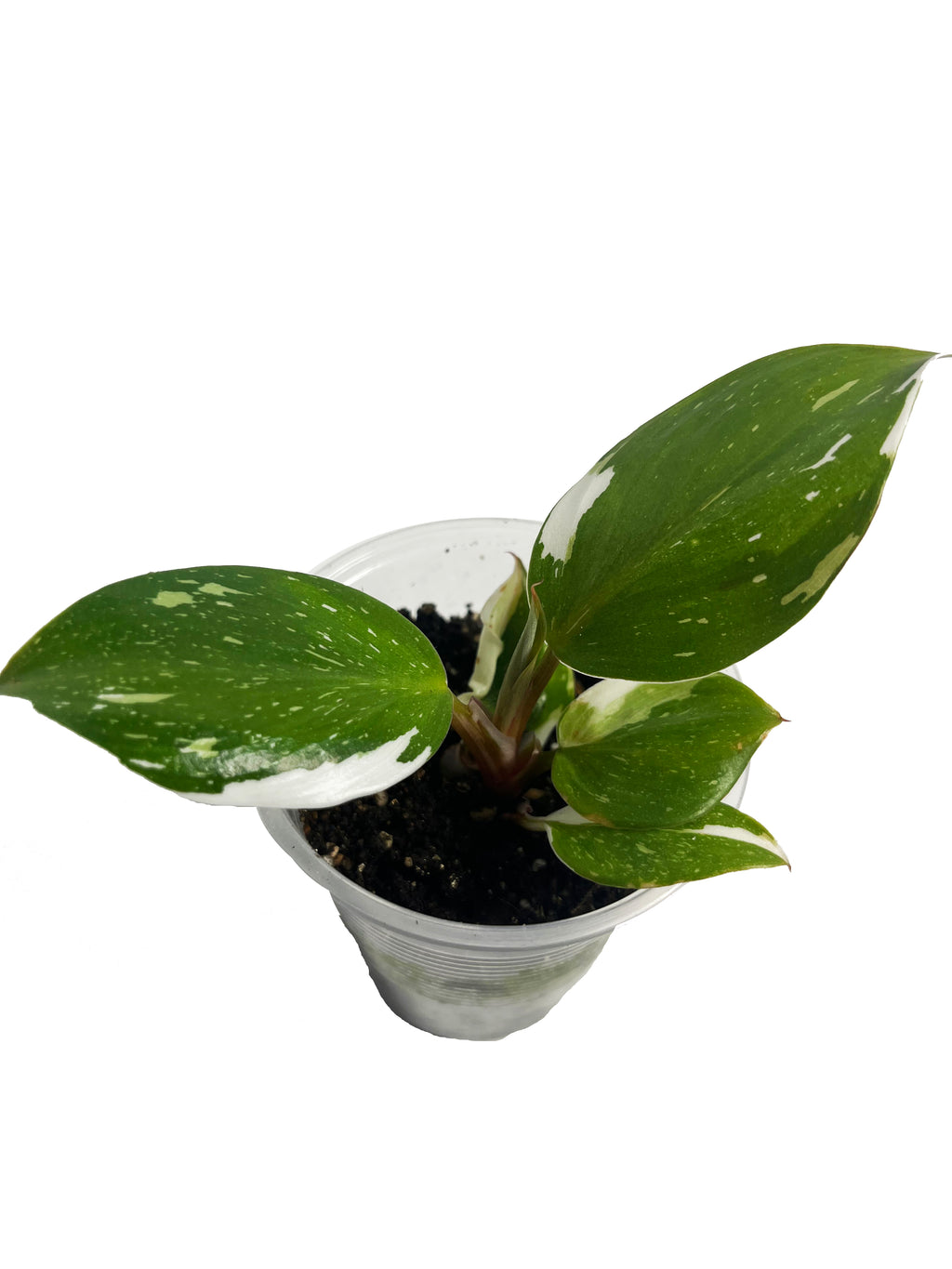 Philodendron White Princess