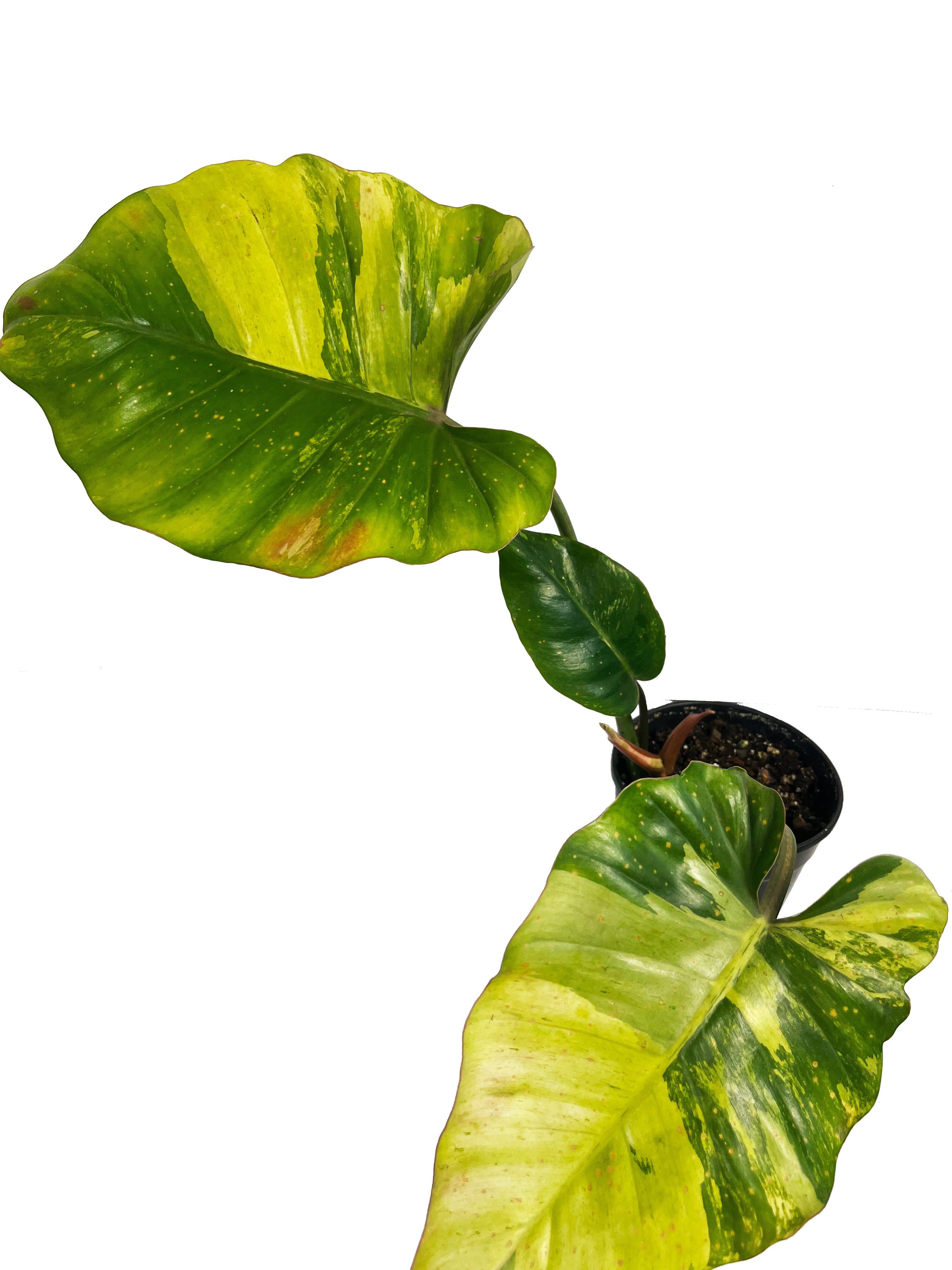 Philodendron Jungle Fever x Snow Drift