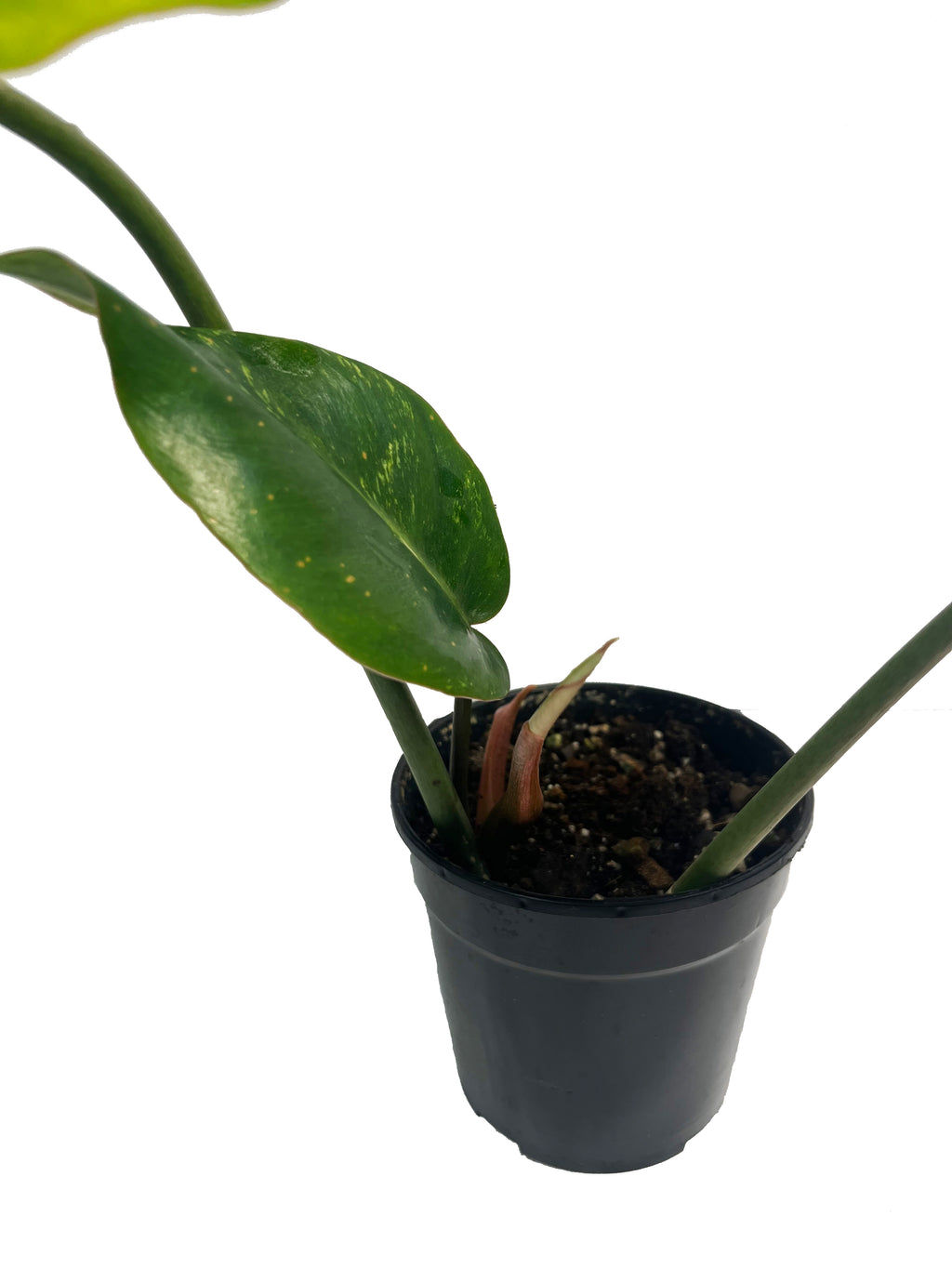 Philodendron Jungle Fever x Snow Drift