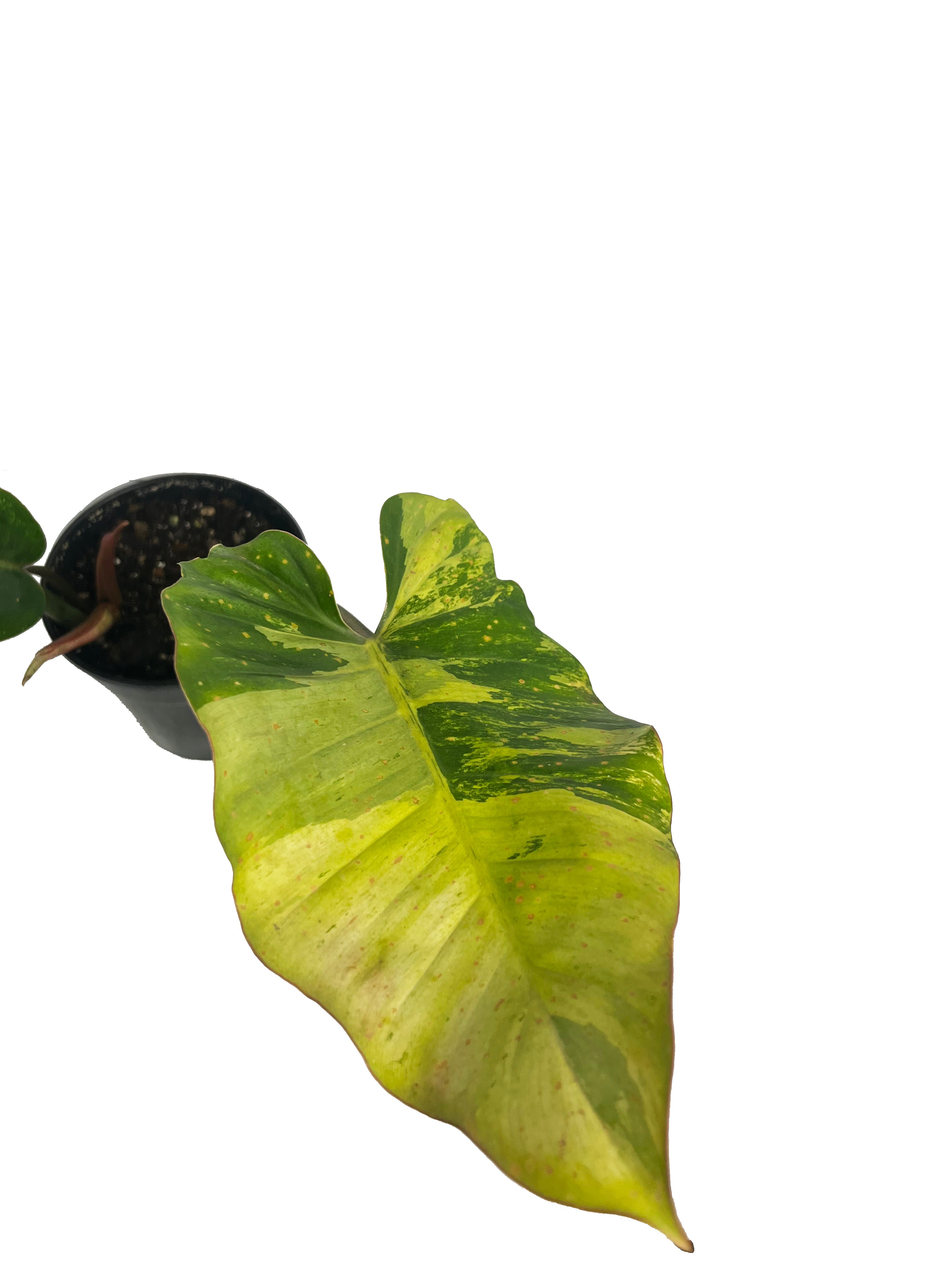 Philodendron Jungle Fever x Snow Drift