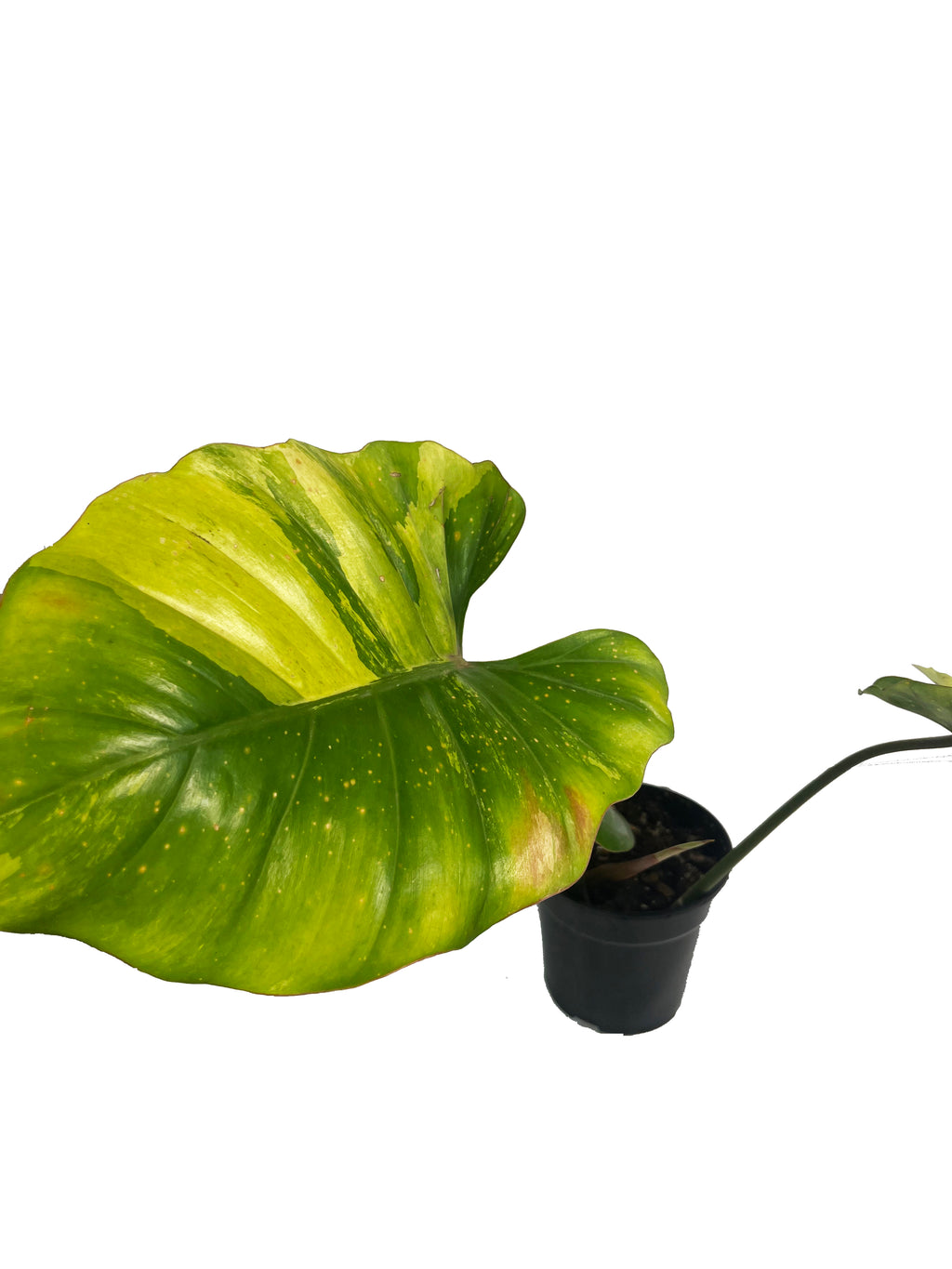 Philodendron Jungle Fever x Snow Drift