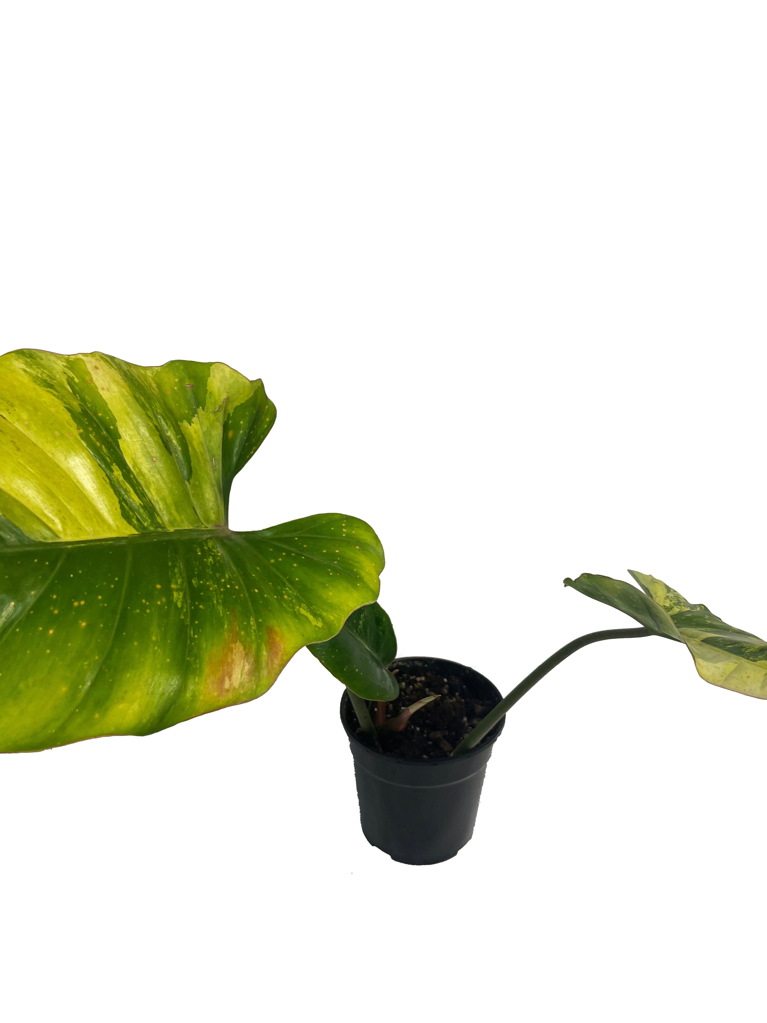 Philodendron Jungle Fever x Snow Drift