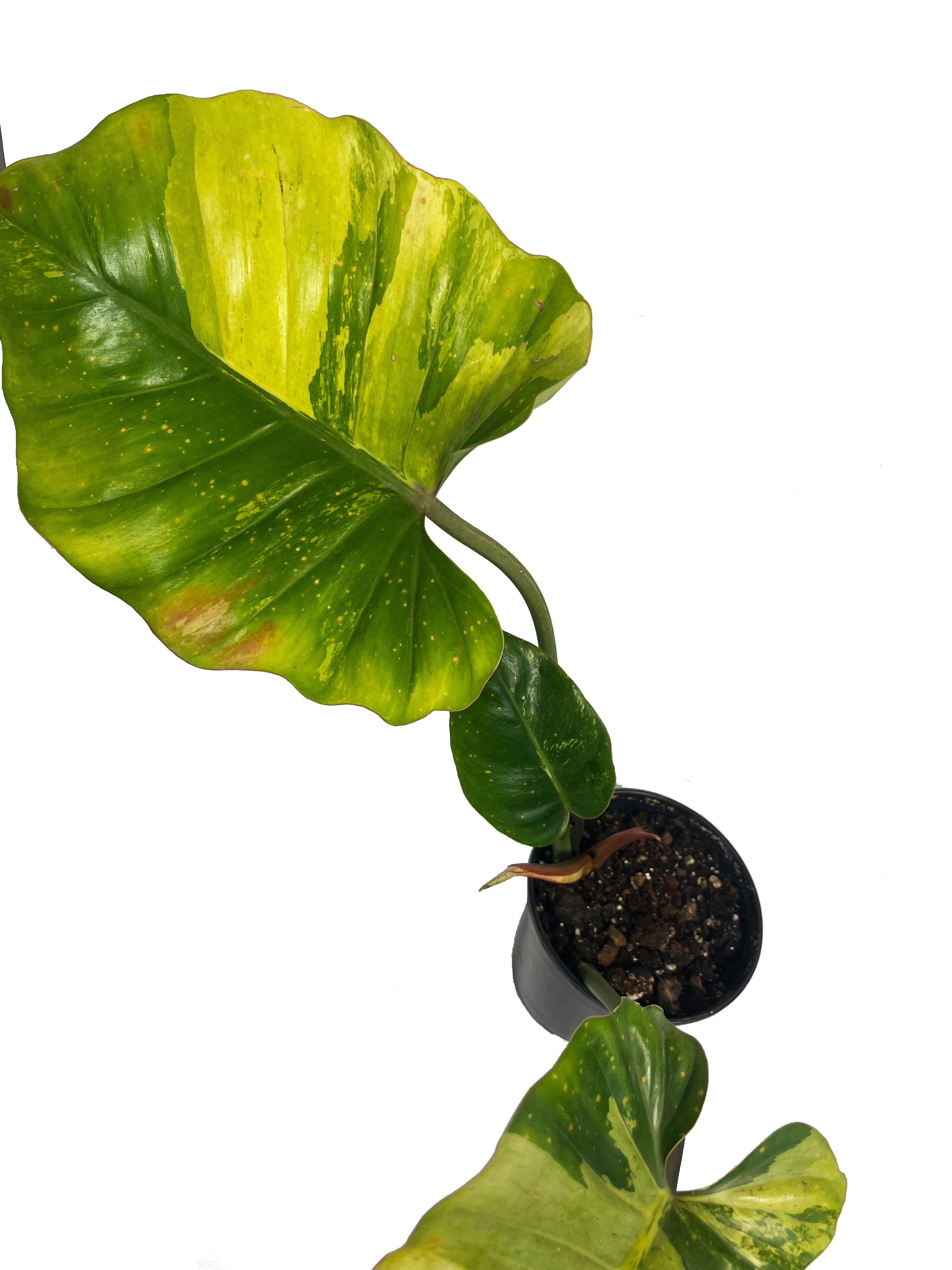 Philodendron Jungle Fever x Snow Drift