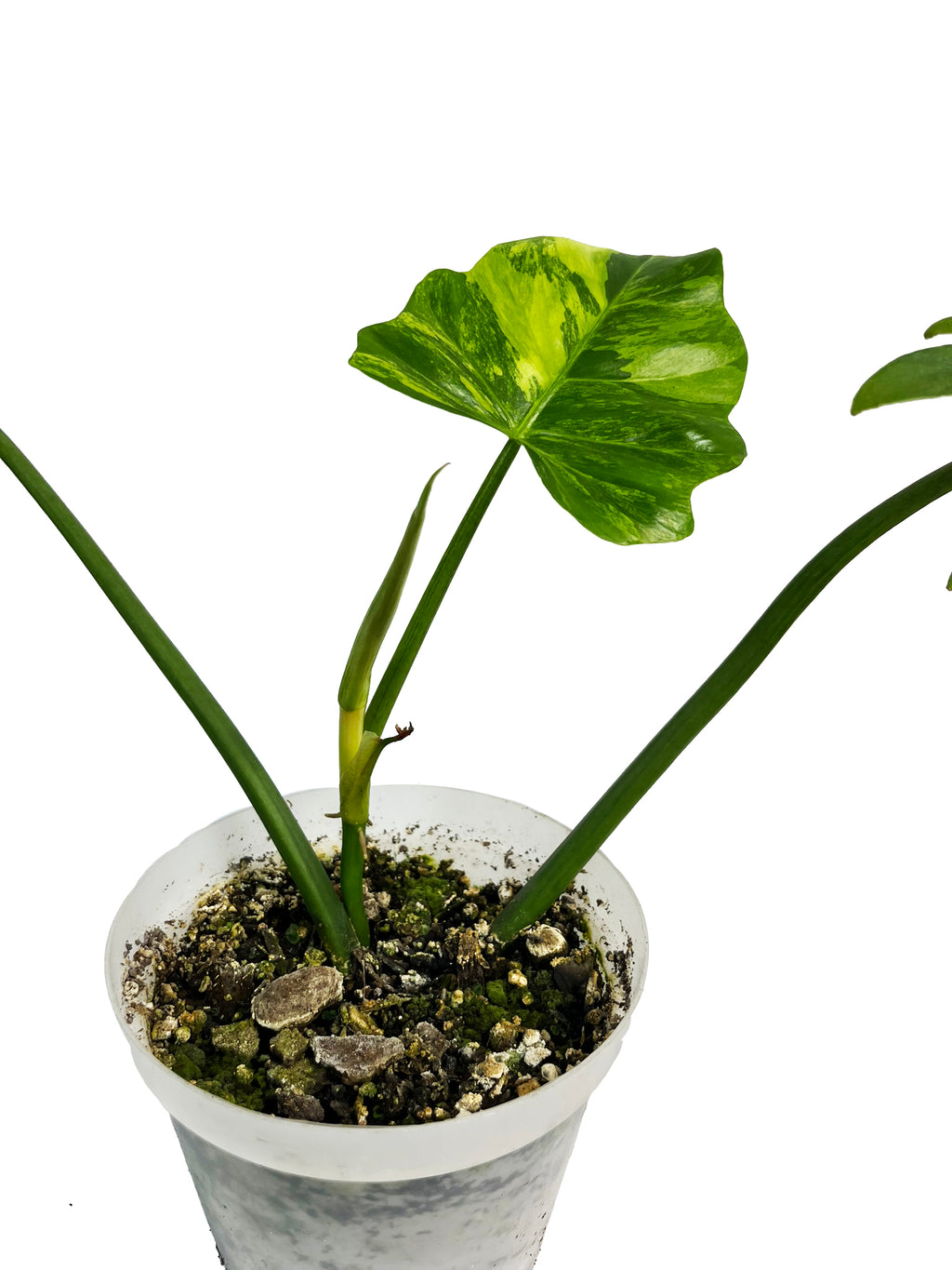 Thaumatophyllum Bipinnatifidum