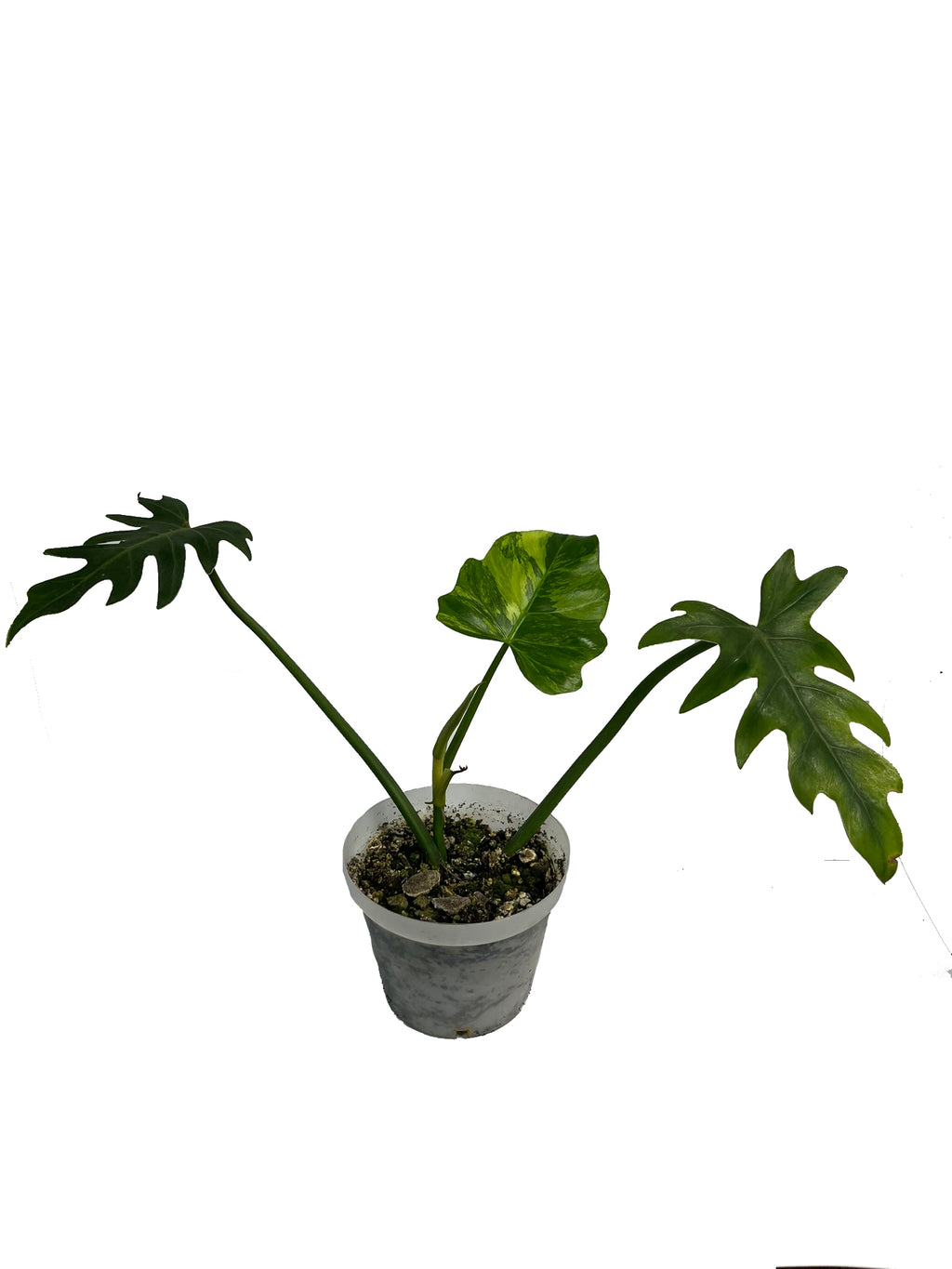 Thaumatophyllum Bipinnatifidum