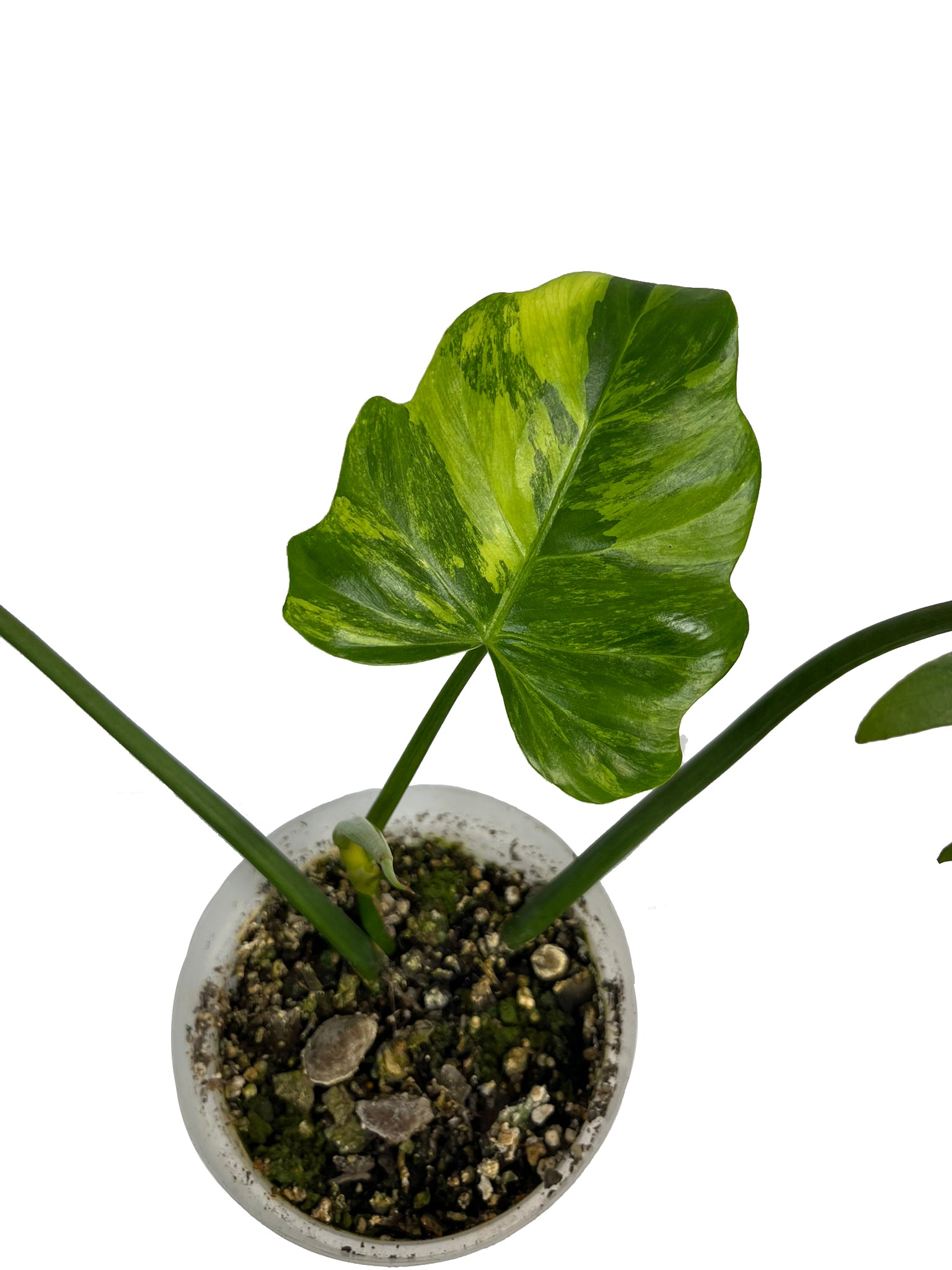 Thaumatophyllum Bipinnatifidum