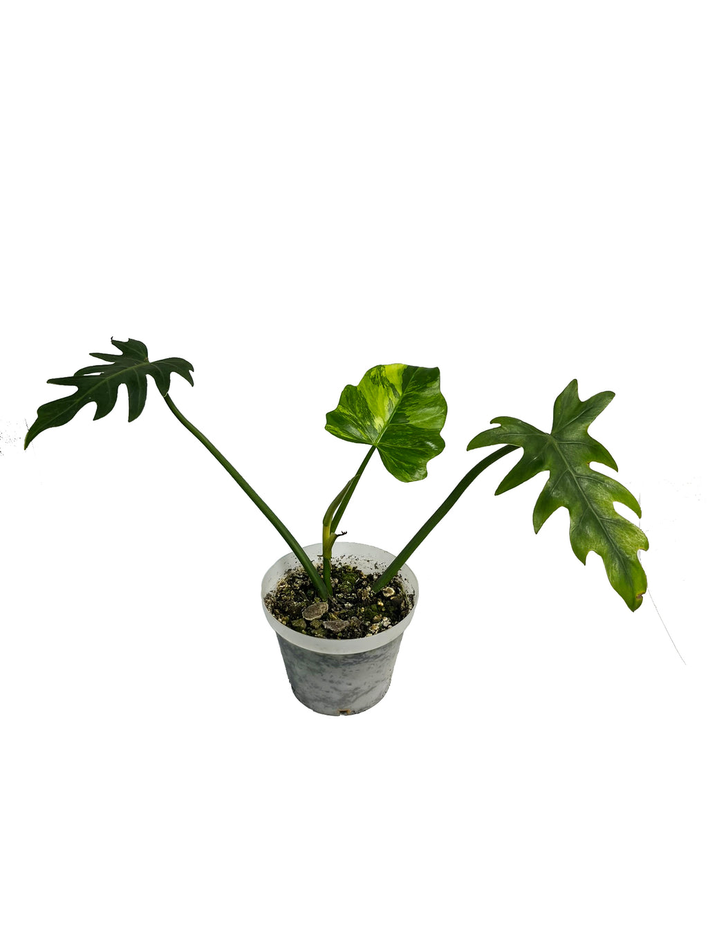 Thaumatophyllum Bipinnatifidum