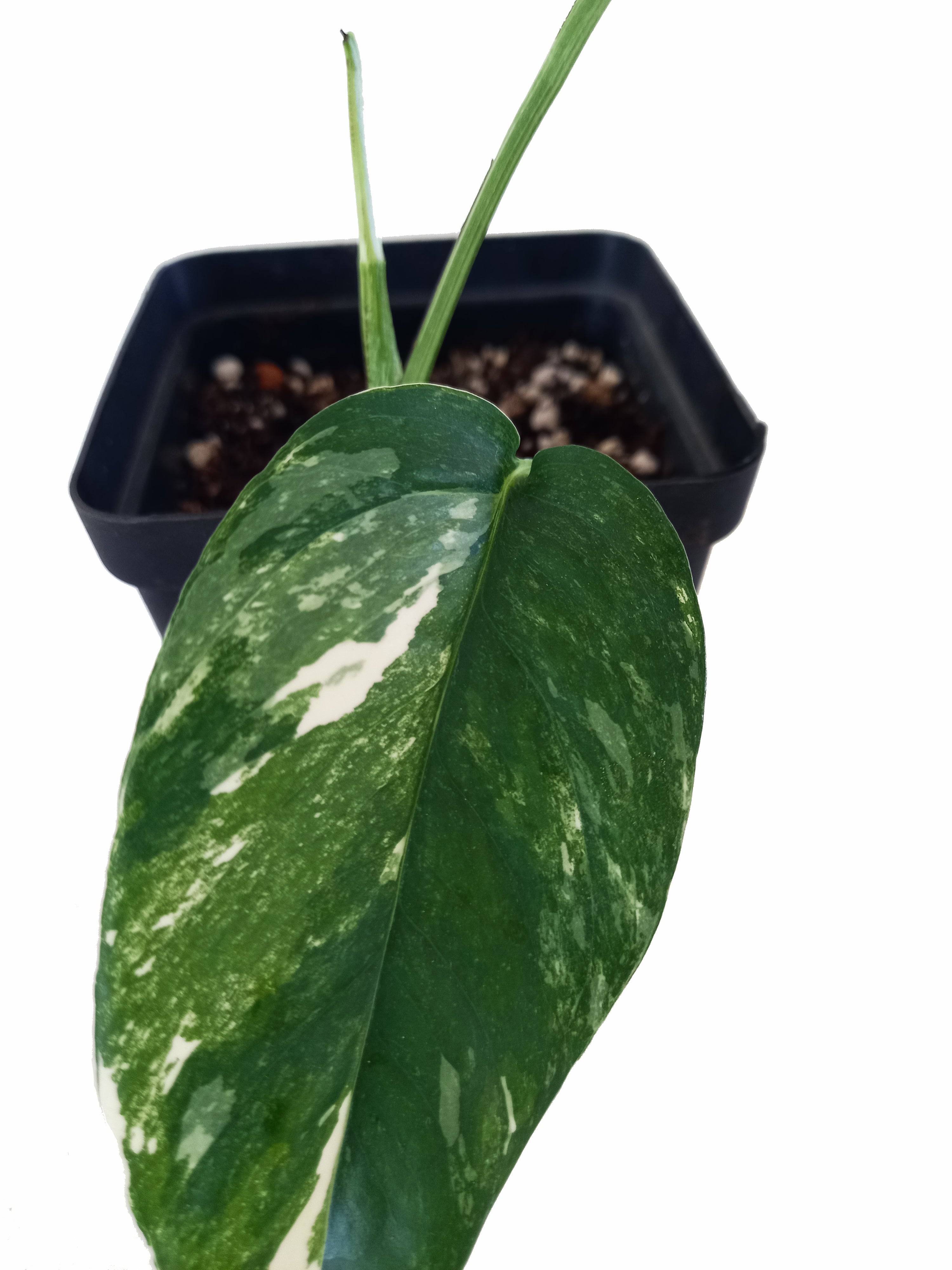 Epipremnum Pinnatum Variegata