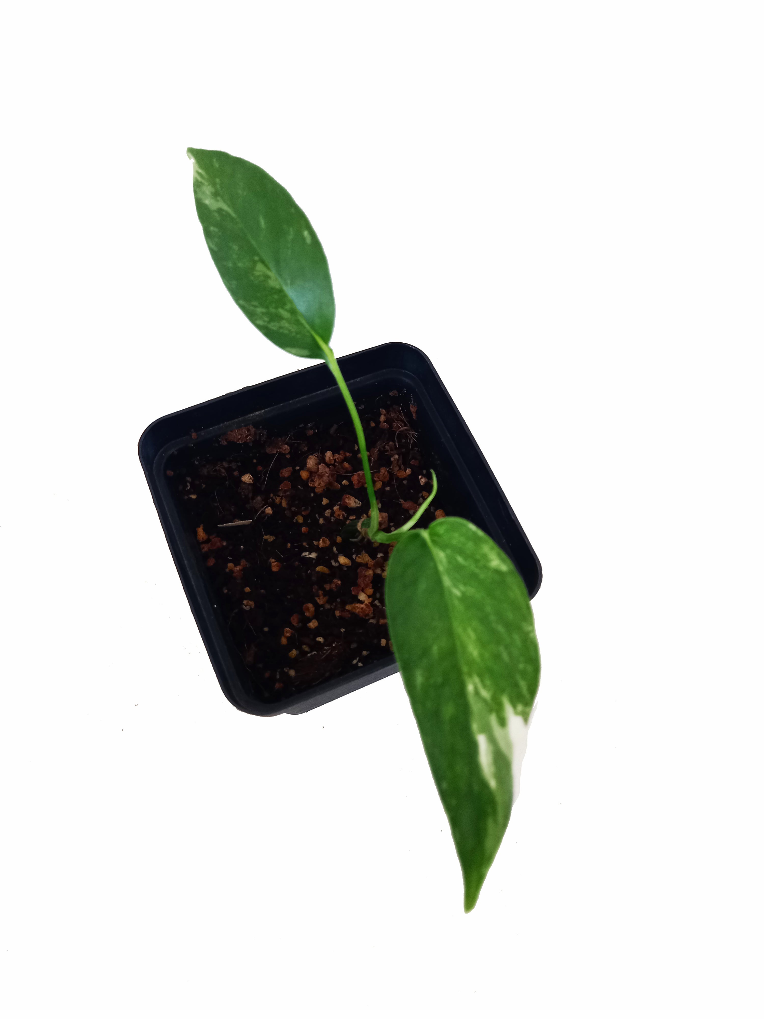 Epipremnum Pinnatum Variegata